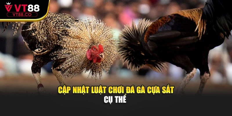 Cập nhật luật chơi đá gà cựa sắt cụ thể 