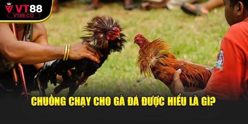 Chuồng chạy cho gà đá được hiểu là gì?