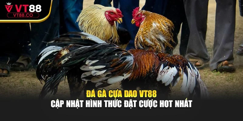 Đá Gà Cựa Dao VT88 – Cập Nhật Hình Thức Đặt Cược Hot Nhất