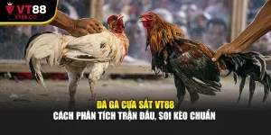 Đá Gà Cựa Sắt VT88 – Cách Phân Tích Trận Đấu, Soi Kèo Chuẩn