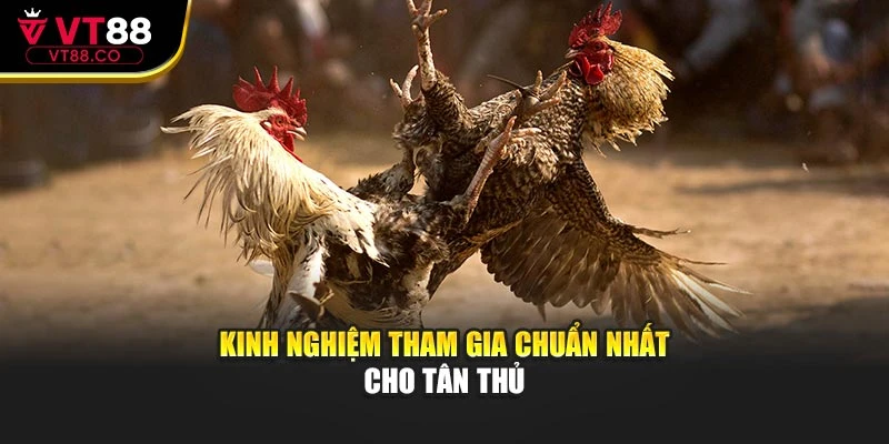 Kinh nghiệm tham gia chuẩn nhất cho tân thủ