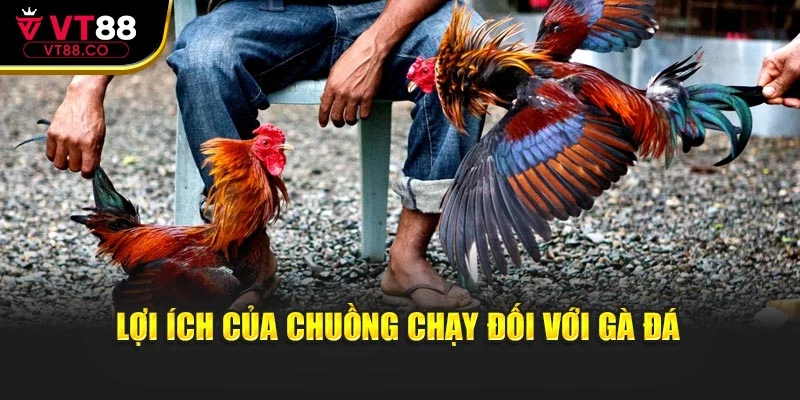 Lợi ích của chuồng chạy đối với gà đá