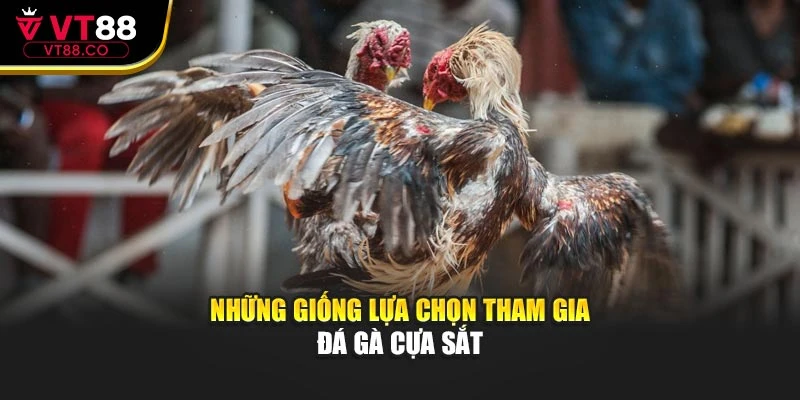 Những giống lựa chọn tham gia đá gà cựa sắt