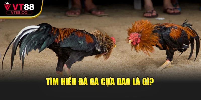 Tìm hiểu đá gà cựa dao là gì?