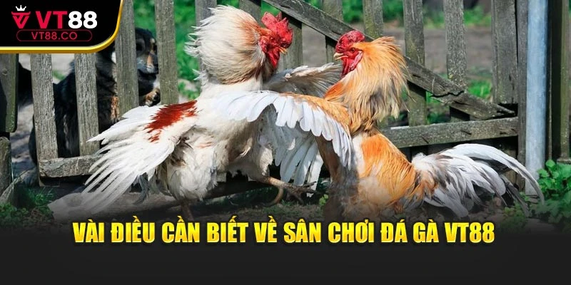 Vài điều cần biết về sân chơi đá gà VT88
